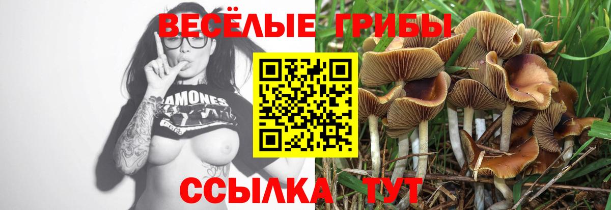 Галлюциногенные грибы Psilocybine cubensis Киров